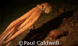 Puget Sound Red Octopus by Paul Caldwell 